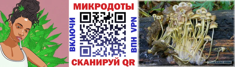 Галлюциногенные грибы Psilocybe Холм